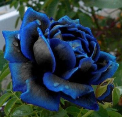 30 เมล็ด เมล็ดพันธุ์ กุหลาบ สีน้ำเงิน Rose seed ดอกใหญ่ นำเข้าจากต่างประเทศ พร้อมคู่มือ เมล็ดสด ใหม่