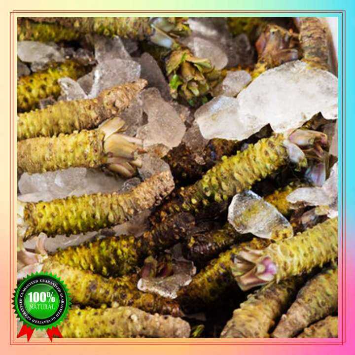 Fast Grow 100 Seeds Wasabi Indoor and Outdoor Potted Live Plants seeds