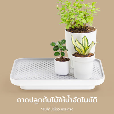 ถาดวางแก้ว ถาดปลูกต้นไม้ให้น้ำอัตโนมัติ (มีแค่ถาด) - Qualy Oasis Tray - Self watering Plant Tray