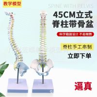 45 cm vertical human spine with pelvic model bonesetting skill practice spinal disc attached nerve medicine