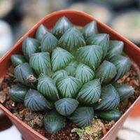 ฮาโวเทีย หยดน้ำสีดำ ยามาดะ (Haworthia yamada black obtusa) ไม้อวบน้ำ จัดส่งแบบถอดราก