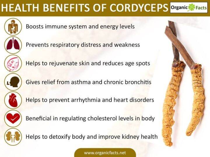 เห็ดถั่งเช่าสีทองออร์แกนิก-fermented-cordyceps-1000-mg-60-vegcaps-solaray-ถั่งเฉ้า-ถังเช่า