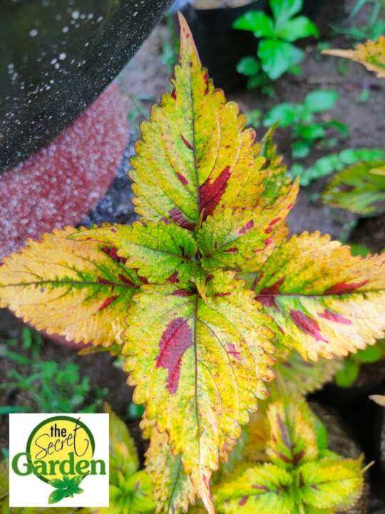 Mayana Coleus Sun Mighty Mosaic (Super Rare Mayana) with FREE garden