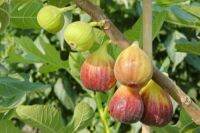 ต้นมะเดื่อพันธุ์ Inca Gold Figs  ขนาด 6นิ้ว ลำต้นสูง 45-50 ซม (ทาบกิ่ง) พร้อมจัดส่ง