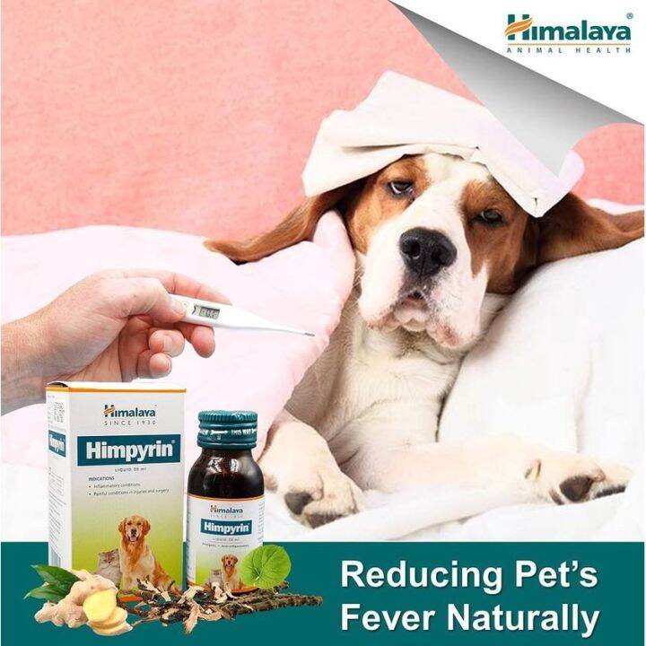 Fever for Dogs Analgesic Anti Inflammatory For Dogs And Cats. Lazada PH