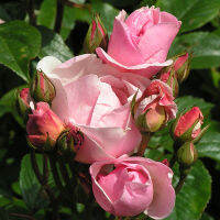 10 เมล็ดพันธุ์ Modern Shrub Rose Seeds พันธุ์นอก ดอกใหญ่ ไม้ยืนต้น สายพันธุ์ Nathalie Nypels ออกดอกสีชมพู