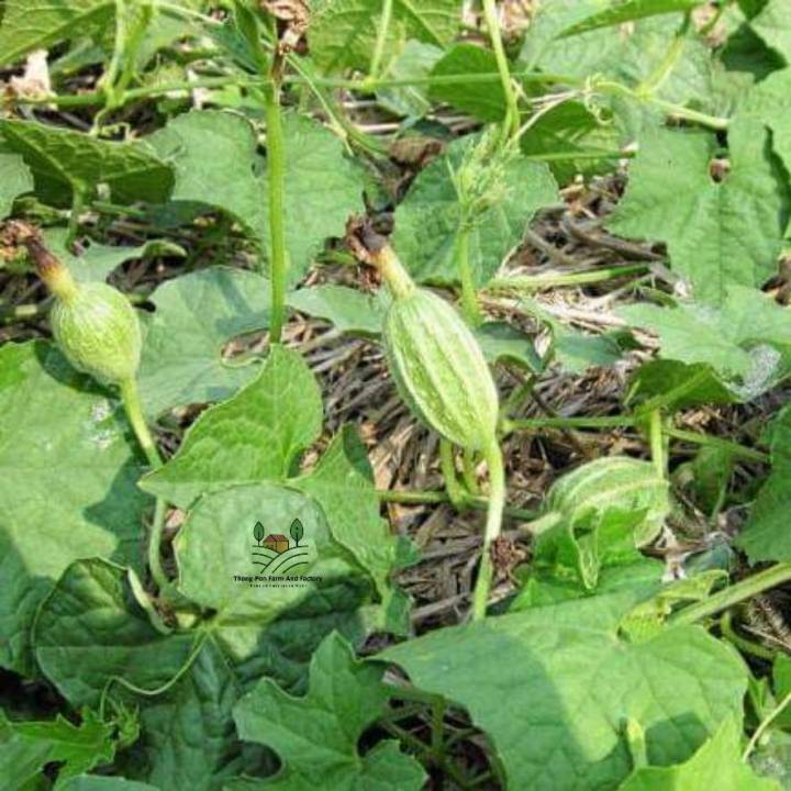 มะนอย-mini-luffa-gourds-seeds-บวบจิ๋ว-กระดอม-บวบมะนอย-เมล็ดพันธุ์บวบจิ๋วมะนอย-บรรรจุ-10-เมล็ด