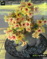 10 เมล็ด เมล็ดพันธุ์ ชวนชม สายพันธุ์ไต้หวัน สีเหลือง Adenium Seeds กุหลาบทะเลทราย Desert Rose ราชินีบอนไซ มีคู่มือปลูก นำเข้าจากไต้หวัน