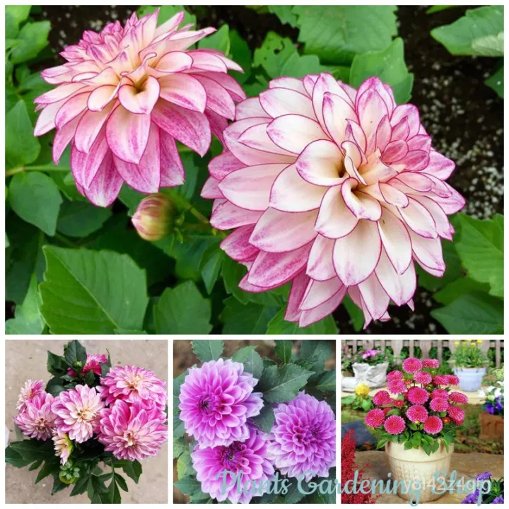 เมล็ดพันธุ์ ดอกรัก บอนสี Mixed Dahlia Flower Seeds ไม้ประดับ เมล็ด