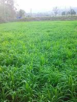 ขายส่ง 1 กิโลกรัม เมล็ดหญ้ากัมบ้า Andropogon gayanus พืชตระกูลหญ้า เมล็ดพันธ์หญ้า หญ้าอาหารสัตว์ หญ้าพันธุ์ หญ้ารูซี่ หญ้ากินนี หญ้าอะตราตั้ม