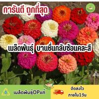 ถูกที่สุด เมล็ดพันธุ์ดอกบานชื่นกลีลซ้อนคละสี