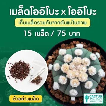 แอสโตรแคคตัส ราคาถูก ซื้อออนไลน์ที่ - ก.ค. 2023 | Lazada.Co.Th