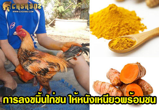 ขมิ้นชันบดผง100-สำหรับไก่ชน-ขนาดกลาง-500-กรัม-ครึ่งกิโลกรัม-ทาหน้าไก่ช่วยให้ไก่หนังหนา-แผลหายเร็ว-ขมิ้นไก่ชน-ยาไก่-สมุนไพรไก่ชน-สมุนไพรไก่-บำรุงกำลังไก่ชนสำหรับไกชน-ลดราคา-ของแท้-100