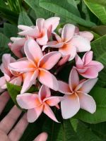 ต้นลีลาวดีแคระ ลีลาวดี รุ่งศิริโชค ( Plumeria ) ลีลาวดีสีหวานคลาสสิก สูง 50-65 ซม.กระถาง  10 นิ้ว ฟอร์มต้นเตี้ยแบบคอมแพ็ค ให้ดอกง่ายออกเป็นช่อมีกลิ่นหอม เหมาะจะปลูกในกระถางหรือบริเวณบ้านที่มีพื้นที่น้อย