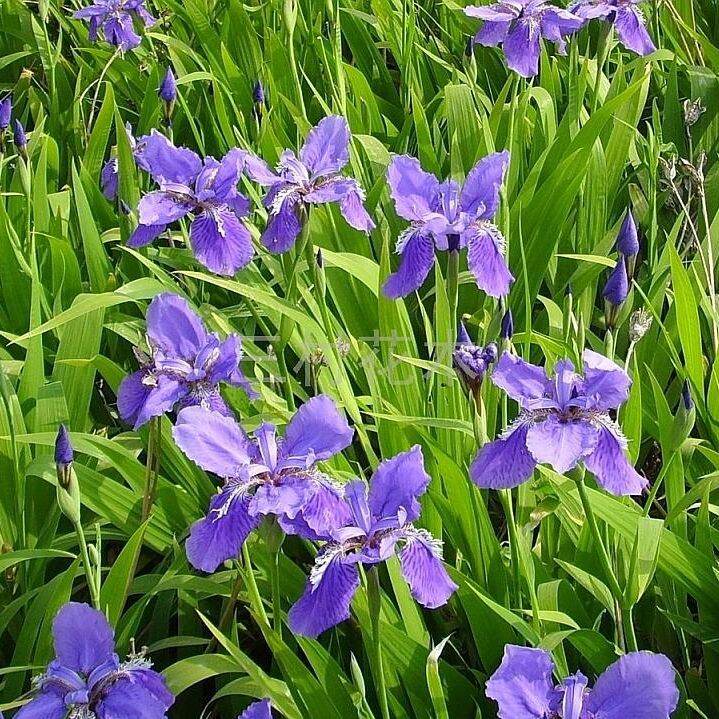 Philippines Ready Stock 100Pcs Blue Iris Lactea Flower Seeds Air Plant