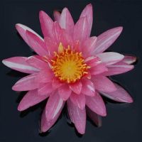 เมล็ดสายต่างประเทศ (Night Blooming Water Lily) ขาวแกมชมพู 5 เมล็ด.