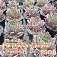 กุหลาบหิน Purple​champagne ร้านใบบุญกุหลาบหิน Succulent Echeveria Haworthia Cactus  Lithop ไม้อวบน้ำ แคคตัส ฮาโวเทีย ไลท