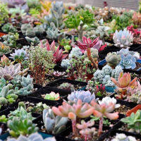 พร้อมสต็อกประเทศไทย 100 Pcs Mixed Multi-Color Real Mini Succulent Cactus Seeds Rare Perennial Herb Plants Bonsai ต้นไม้มงคล ต้นไม้ประดับ พันธุ์ดอกไม้ ต้นไม้จิ๋วจริง ดอกไม้จริง ต้นไม้ฟอกอากาศ บอนไซ ผักสวนครัว flower seeds Plant