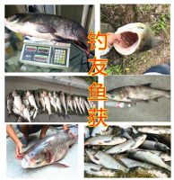 [COD] Floating carp and bighead bait big head fat flower throwing rod cage monster explosion hook barrel nest