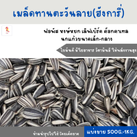 เมล็ดทานตะวันลาย (แบ่งขาย 200-500G.) นกแก้วขนาดเล็ก ฟอพัส เลิฟเบิร์ด ค็อกคาเทล กระรอก หนูแฮมสเตอร์ และ สัตว์ฟันแทะ