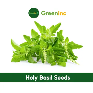 Holy Basil Seeds Best Price in Singapore Jan 2024 Lazada.sg