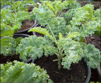 เคล Kale คะน้าใบหยิก ราชินีผักใบเขียว เมล็ดพันธุ์เคล Kale เมล็ดเคล