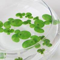 hot【cw】 18pcs/set Aquarium Artificial Floating Garden Duckwees Float With Root