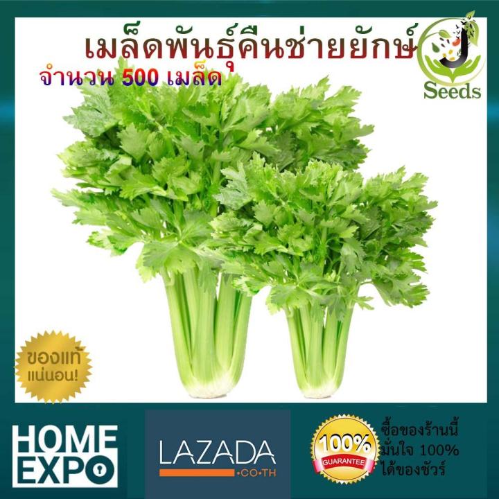 พร้อมส่ง-เมล็ดพันธุ์คื่นช่ายยักษ์-จำนวน-500-เมล็ด-ปลูกง่าย-โตเร็ว-ต้นใหญ่-คื่นช่าย-เมล็ดพันธุ์-เมล็ดพันธุ์ผัก-เมล็ดพันธุ์พืช