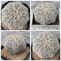 แอส​โตร​ไ​ฟตั้​มวีเว้าสวยมาก #แคสตัส castus​ astrophytum แอสโตร แอสโตร​ไ​ฟตั้​ม แอสโตรไฟตัม กระบองเพชร แอสโตรวี super