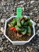 Haworthia Hybird Thailand (ส่งทั้งกระถาง) ไม้อวบน้ำ ต้นไม้ประดับ ไม้ต่างประเทศ  Suculnt