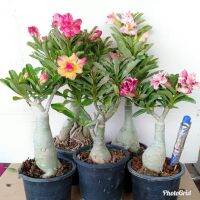 12 เมล็ด เมล็ดพันธุ์ ชวนชม สายพันธุ์ฮอลแลนด์ คละสี Adenium Seed กุหลาบทะเลทราย Desert Rose ราชินีบอนไซ อัตรางอก 80-90%