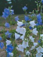 เมล็ดพันธุ์นำเข้าจากอังกฤษ เมล็ดพันธุ์ Campanula persicifolia peach bellflower 200 เมล็ด