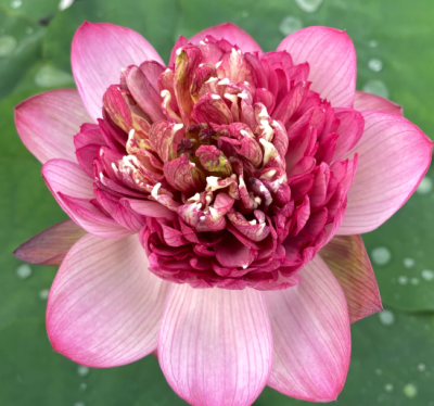 5 เมล็ด บัวนอก บัวนำเข้า บัวสายพันธุ์ PROSPEROUS PURPLE LOTUS สีชมพู บานเย็น สวยงาม ปลูกในสภาพอากาศประเทศไทยได้ ขยายพันธุ์ง่าย เมล็ดสด