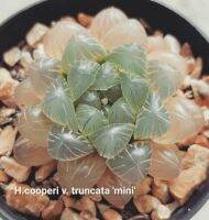 H.cooperi v.truncata ‘mini’ A002 (หยดน้ำ)