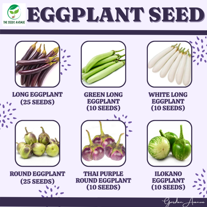 EGGPLANT SEEDS (LONG EGGPLANT, ROUND EGGPLANT, WHITE EGGPLANT, GREEN