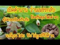 5 หัวสด/ออเดอร์ ว่านเพชรกลับ Boesenbergia thorelii ว่านไทยมงคล