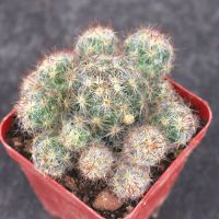 แมมเม็ดพริก (Mammillaria prolifera) แคคตัส กระบองเพชร จัดส่งแบบถอดราก