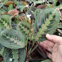 คล้ามารันต้าเรด (maranta red) เป็นไม้ตระกูลคล้า ใบมีเส้นสีแดงสวยเป็นเอกลักษณ์ ชอบแดดรำไร น้ำปานกลาง จัดส่งพร้อมกระถาง5นิ้ว