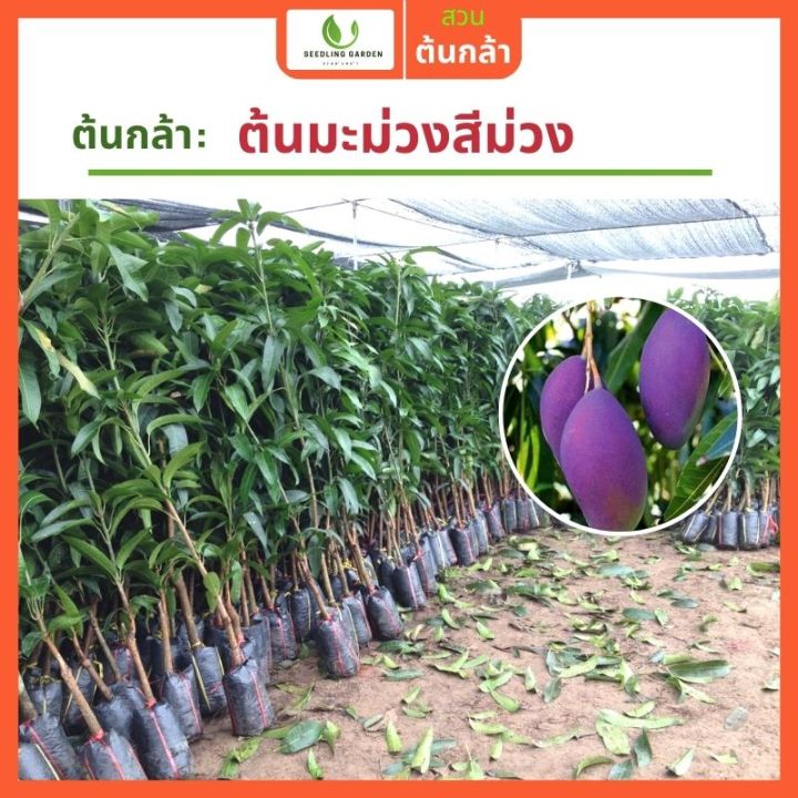 ผลออกเยอะ-มะม่วงผิวสีม่วง-ผลผลิตสูง-ทาบกิ่งสูง-50-70ซม