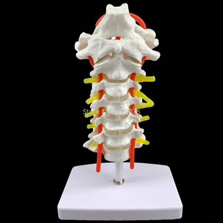 Human Anatomical Model Cervical Vertebra Model Cervical Spine With Neck ...