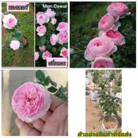 (1ต้น) (vาย ต้นพันธุ์)) ต้น ดอก กุหลาบญี่ปุ่น มองเคอร์ ดอกหอม สีชมพู กุหลาบ rose ภูษณิศา Mon Coeur Japanese มอง เกอร์ เอกลักษณ์