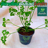 [?ส่งไวทันใจ?] ต้นอิตาเลียน พาสเล่ย์ พาสเลย์ Italian Parsley (?ใบหยิก?) สมุนไพรต่างประเทศ (กระถาง 4 นิ้ว )