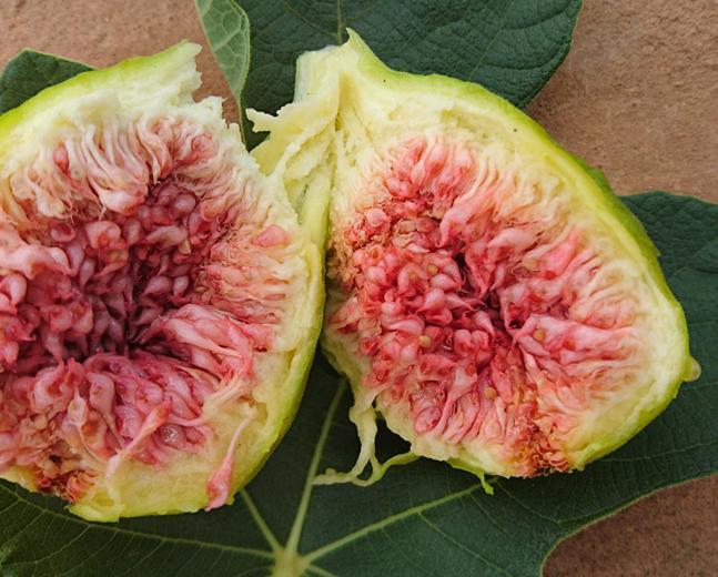 figs-ต้นมะเดื่อฝรั่ง-พันธุ์-white-genoa-แบล๊กจีนัว-อร่อย-หวาน-หอมมากๆ-ต้นสมบูรณ์มาก-รากแน่นๆ-จัดส่งพร้อมกระถาง-6-นิ้ว-ลำต้นสูง-45-50-ซม-ต้นไม้แข็งแรงทุกต้น-เรารับประกันจัดส่งห่ออย่างดี-จัดส่งสินค้าตาม