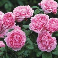 เมล็ดพันธุ์ กุหลาบ พันธุ์ Bishops Castle Rose Seeds ดอกใหญ่ นำเข้าจากต่างประเทศ พร้อมคู่มือ  5  เมล็ด