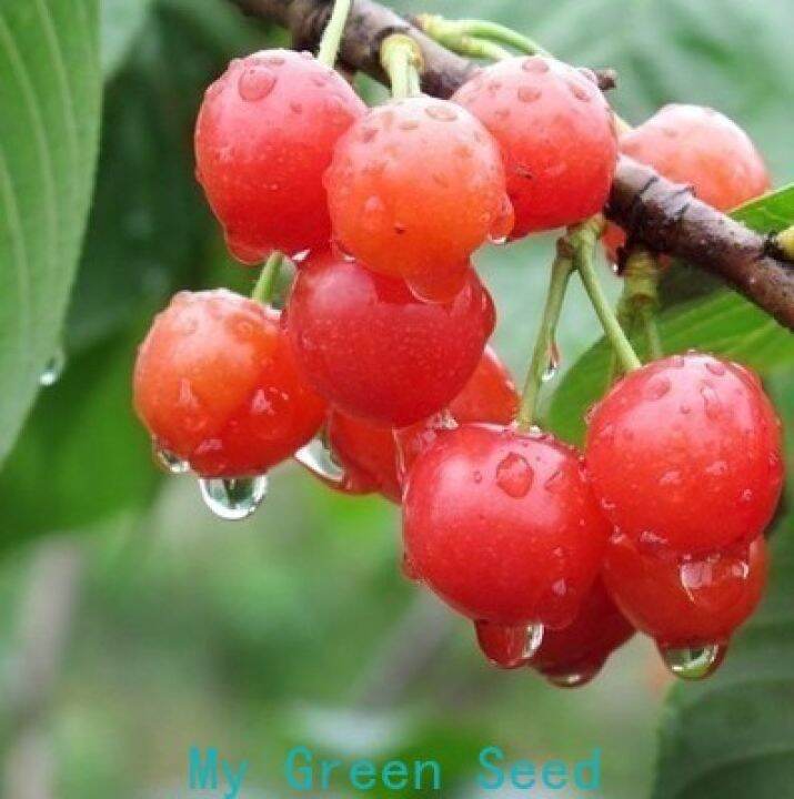 50 Pcs Seeds Cherry Seeds Home Indoor Fruit Bonsai Dwarf Cherry Tree Seed Lazada Ph 0449