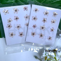 【พร้อมส่ง】ดอกบ๊วย ดอกไม้จริงทับแห้ง ดอกไม้ทับแห้ง Preserved Flowers?