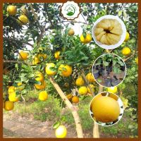 ต้นส้มโอเหลืองเวียดนามพันธุ์แท้มาตรฐาน F1 สูง 70-90ซม. ออกผลเร็วมาก ปลูกง่าย เนื้อหวานหอม ผิวบางนุ่ม