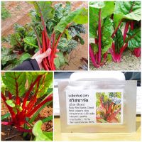 เมล็ดพันธุ์ สวิสชาร์ดสีแดง (Ruby Red Swiss Chard Seed) 100 เมล็ด คุณภาพดี ราคาถูก ของแท้