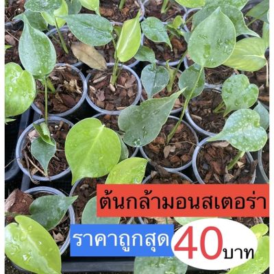 ( PRO+++ ) โปรแน่น.. ต้นมอนสเตอร่า monstera ต้นกล้า ราคาสุดคุ้ม พรรณ ไม้ น้ำ พรรณ ไม้ ทุก ชนิด พรรณ ไม้ น้ำ สวยงาม พรรณ ไม้ มงคล