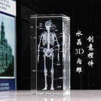 Human body skeleton model structure of graduation season physicians medical students presents souvenir furnishing articles skeleton spine